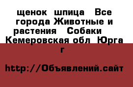 щенок  шпица - Все города Животные и растения » Собаки   . Кемеровская обл.,Юрга г.